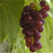 виноград из Болгарии